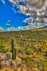 Typical scene in the Sonoran Desert of southern Arizona. Art Print